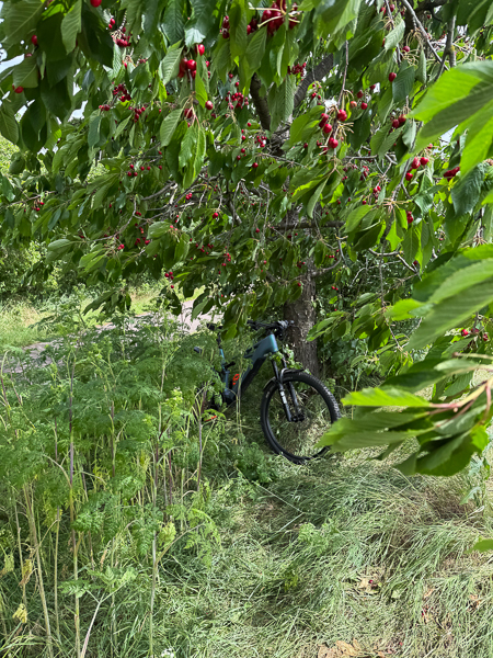 Ein Fahrrad steht unter einem Kirschbaum mit zahlreichen roten Kirschen. Hohe Wiesen und dichtes Grün umgeben den Baum.